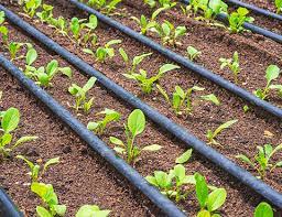 Drip irrigation system