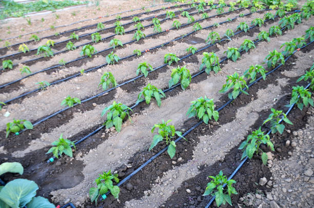 Drip irrigation