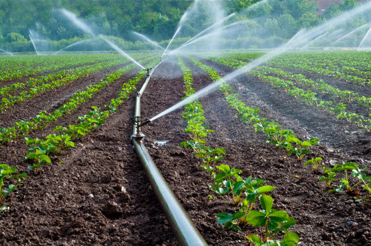 Sprinkler irrigation